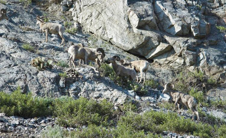 Big horn sheep spotted near Forest Falls.